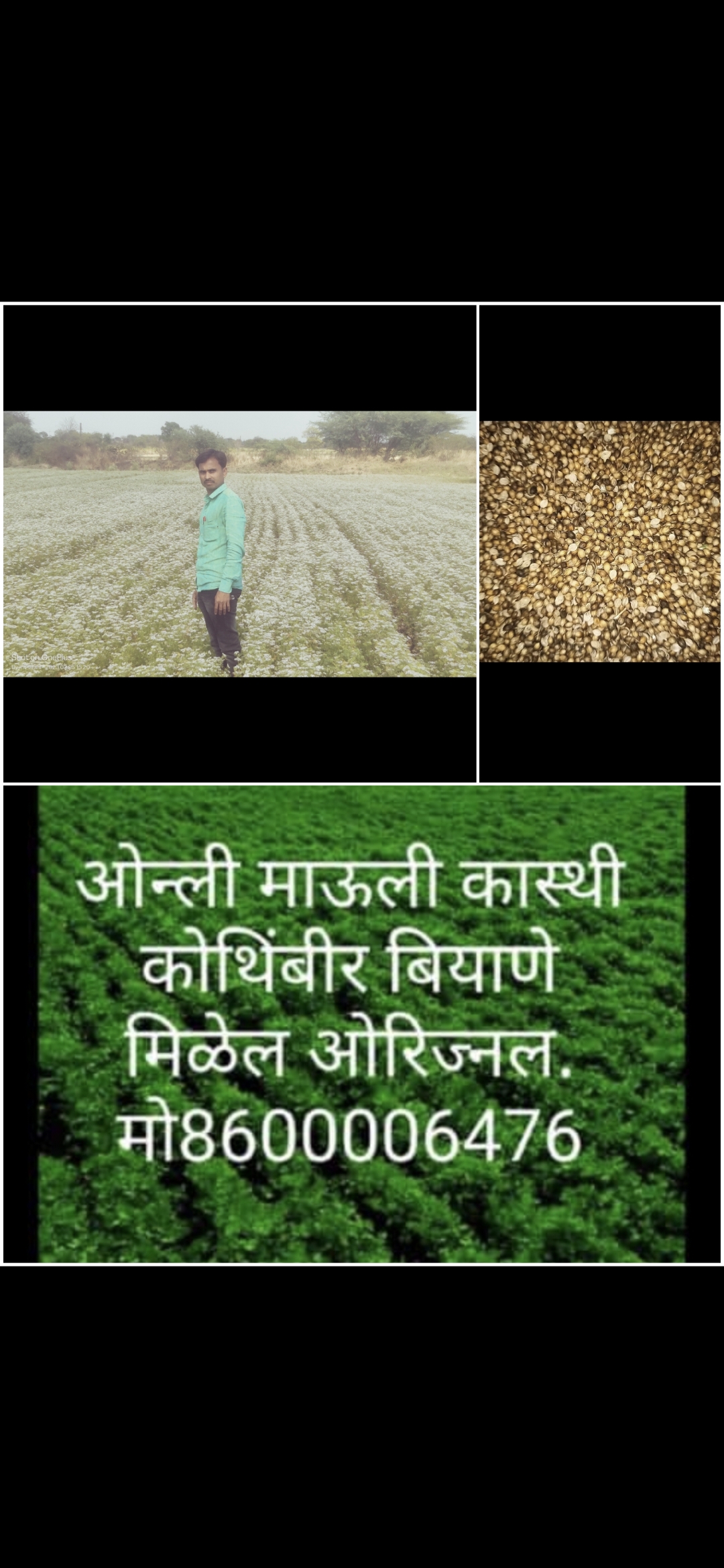 गावरान कास्ती कोथिंबीर बियाणे